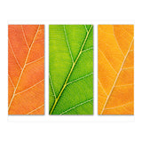 Autumn Leaves (Print Only) thumbnail