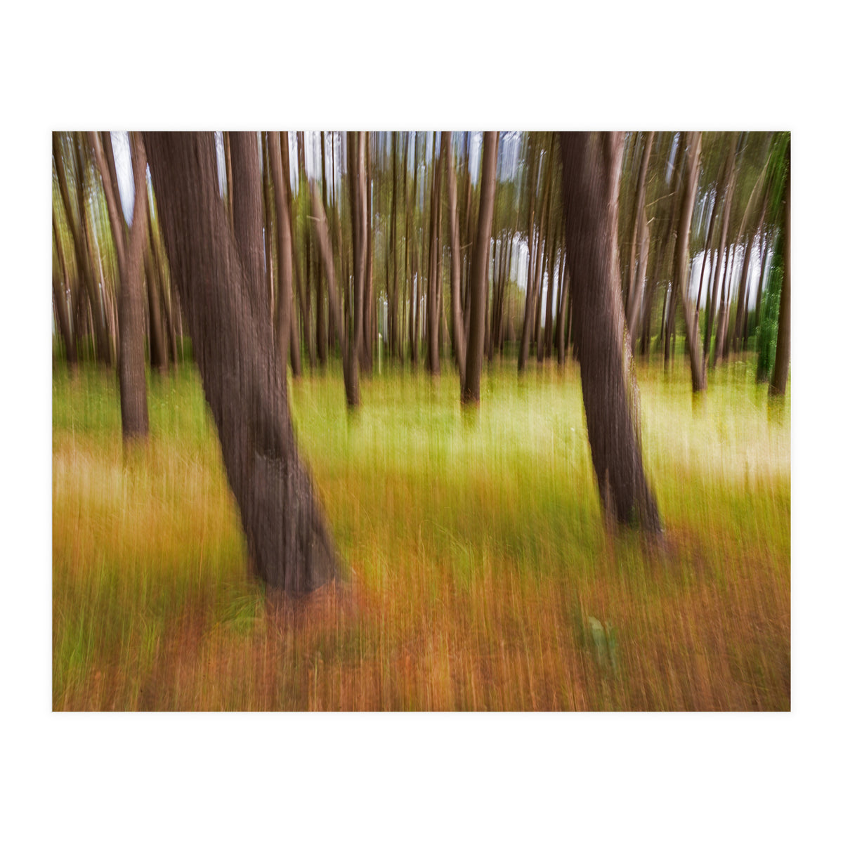 Amongst The Trees (Print Only)