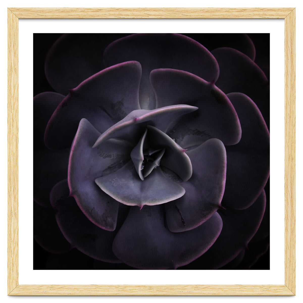 DARKSIDE OF SUCCULENTS VIII