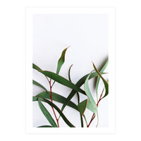 Green Eucalyptus leaves (Print Only)
