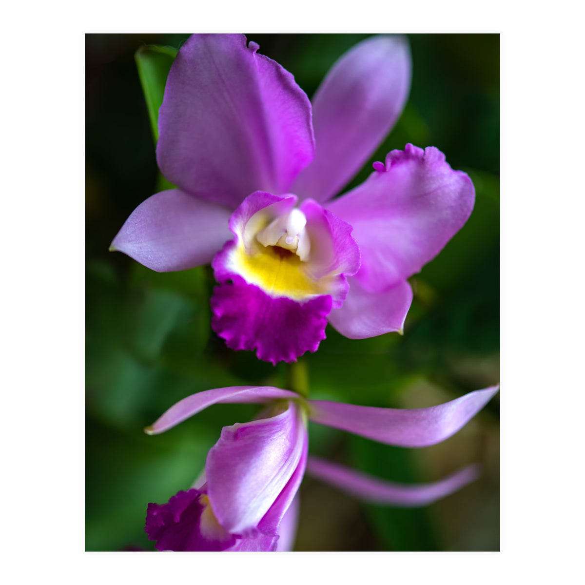 Cattleya Orchidee (Print Only)