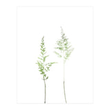 Olive Green Astilbe (Print Only) thumbnail