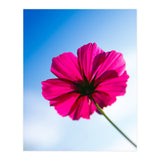 RED FLOWER (Print Only) thumbnail