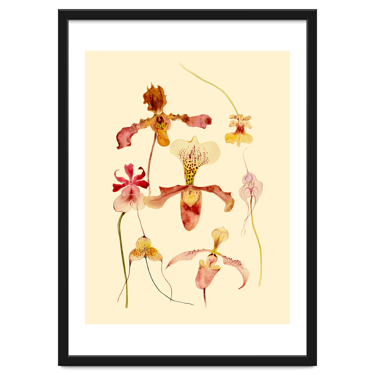 Orchids #2
