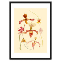 Orchids #2
