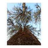 Ataraxia - Tree Series 2 (Print Only) thumbnail