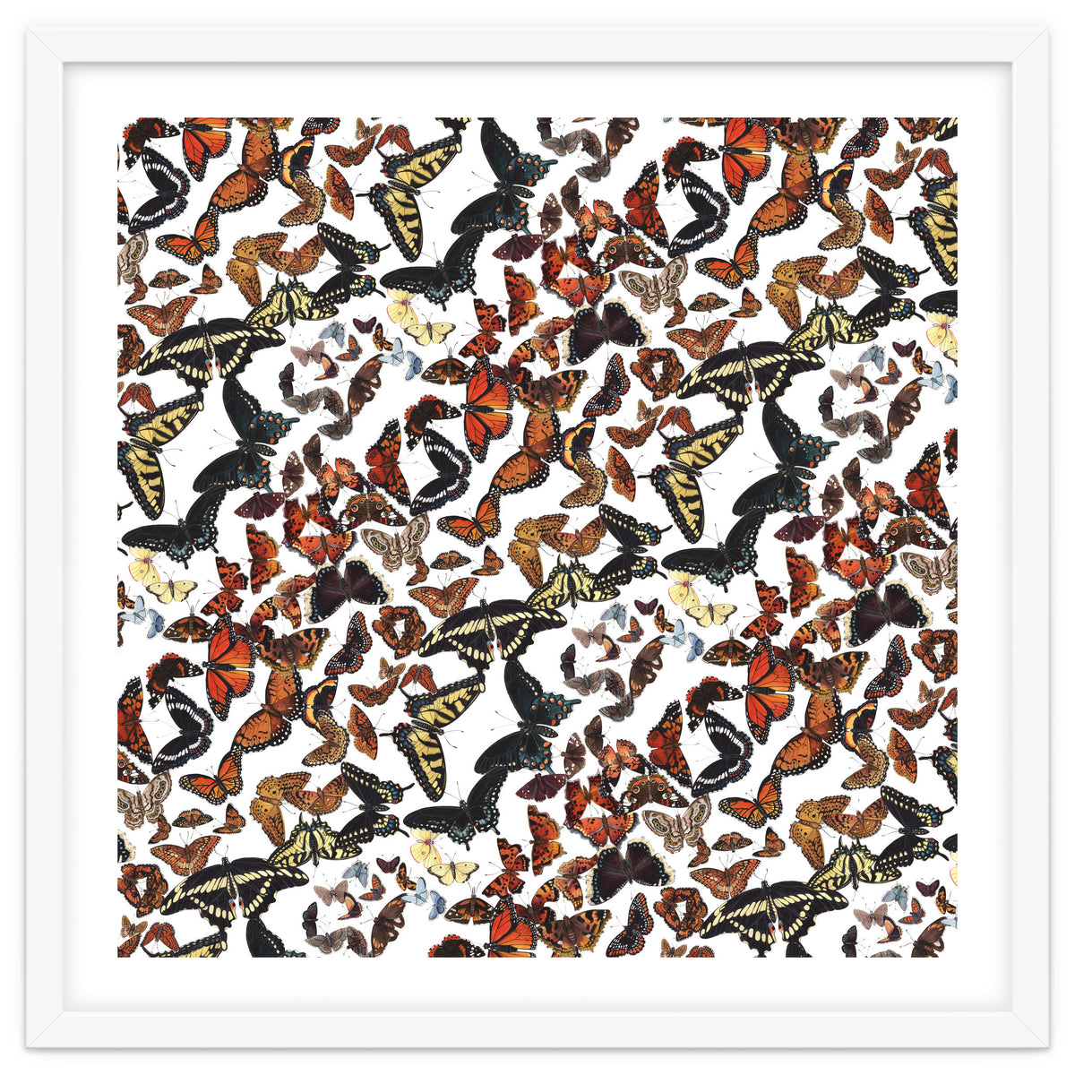 Maine Butterflies Pattern