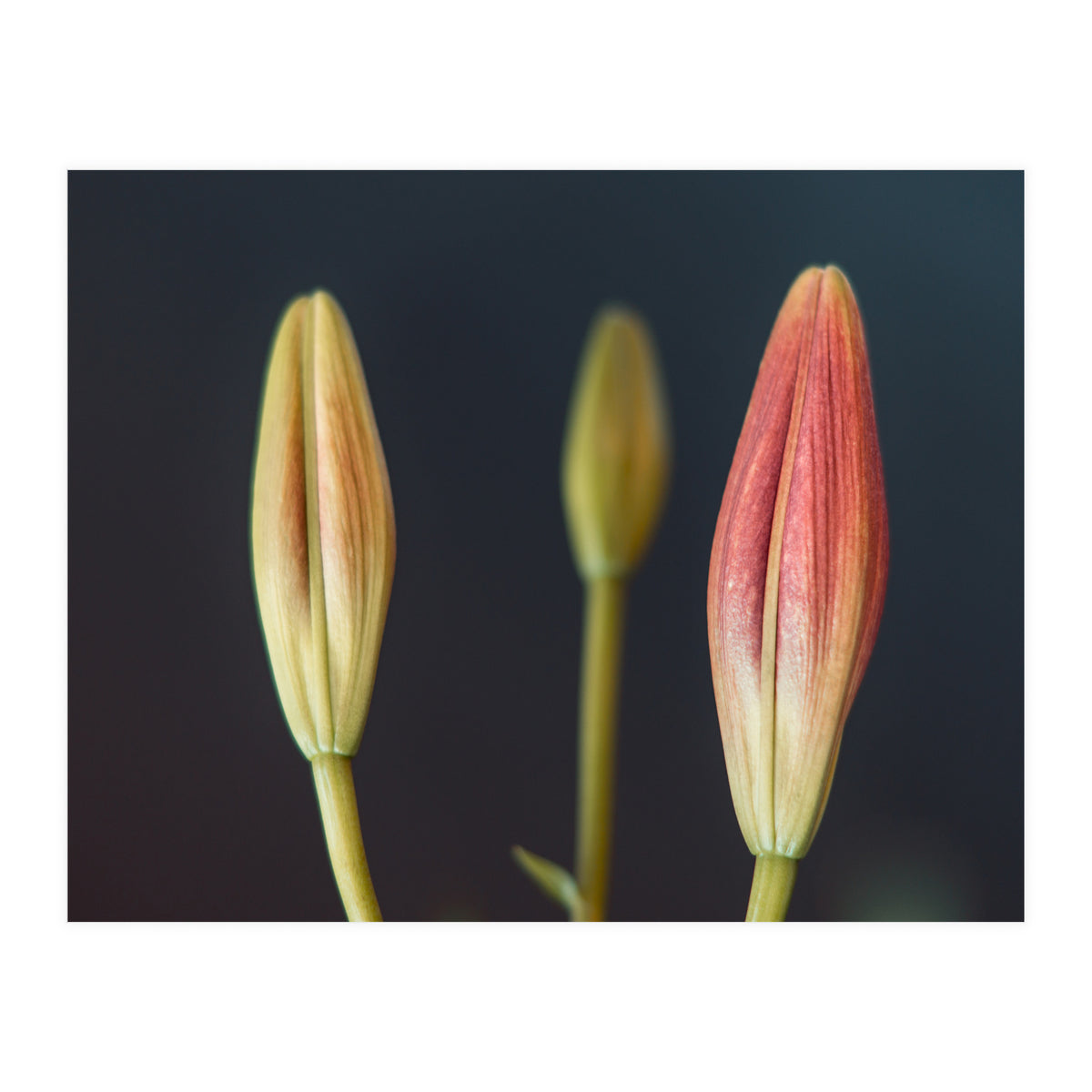 Triplets (Print Only)