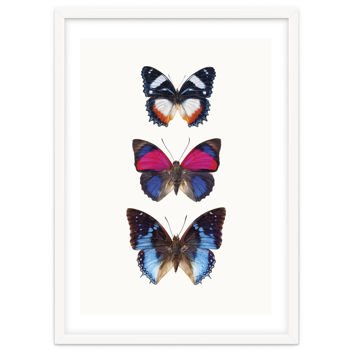 Cc Butterflies 03