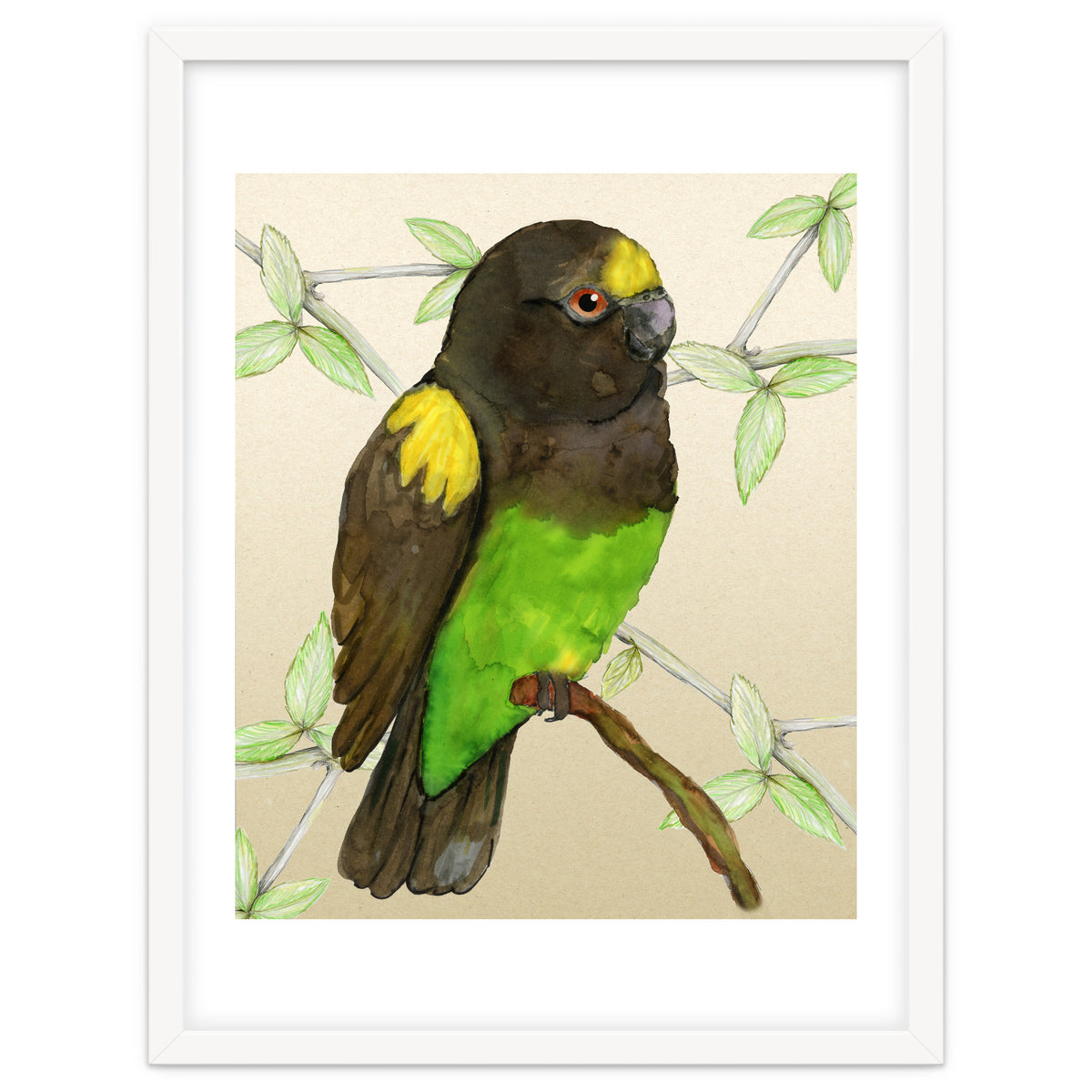 Meyer's parrot watercolor