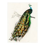 Indian peafowl illustrated (Print Only) thumbnail