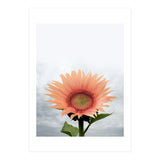 12 (Print Only) thumbnail