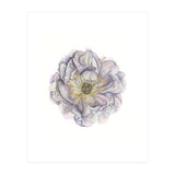 A Peony In Grey Std (Print Only) thumbnail