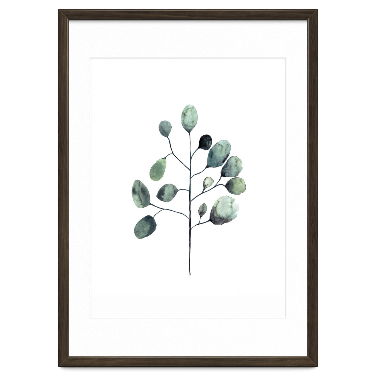 Botanical Illustration Eukalyptus