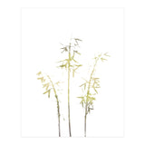 Neutral Hosta (Print Only) thumbnail