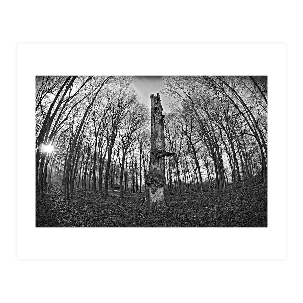 Circle of Growth and decay  (Print Only)