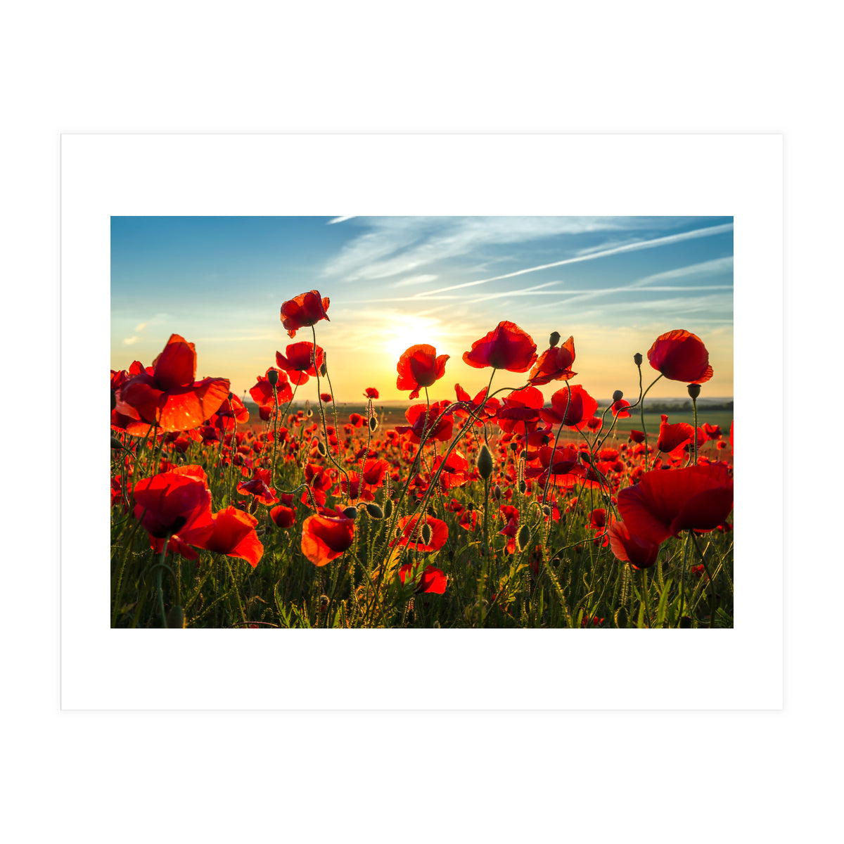 Poppies (Print Only)