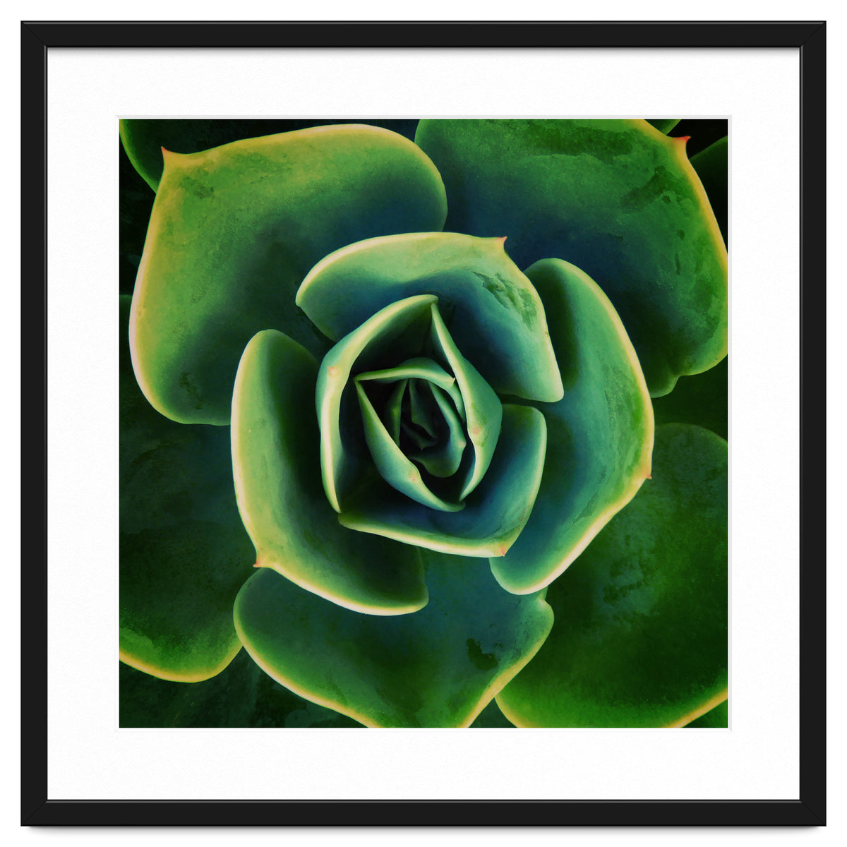 DARKSIDE OF SUCCULENTS XIII