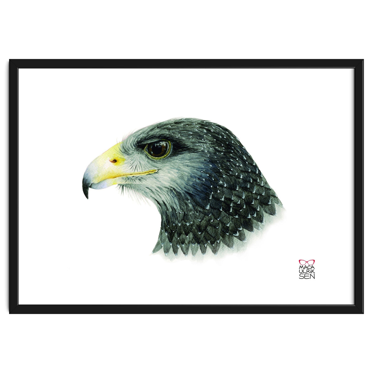 Black-chested buzzard-eagle