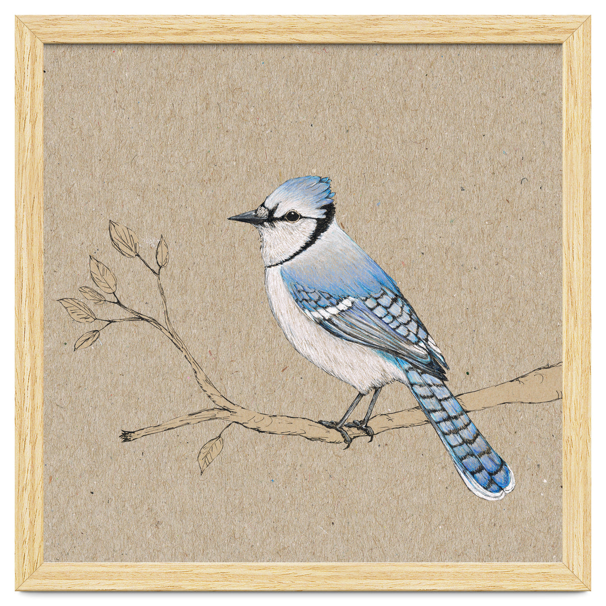 Blue jay