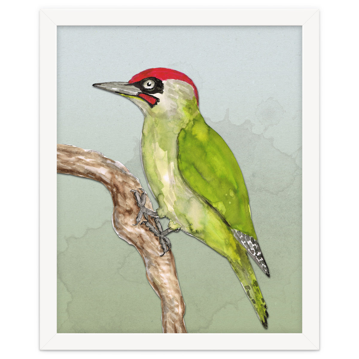 Green woodpecker
