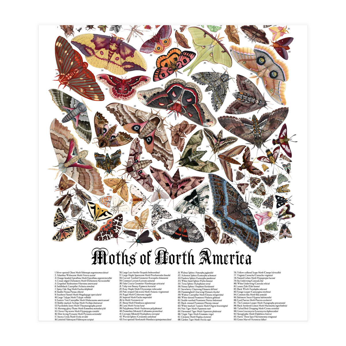 Moths of North America  (Print Only)