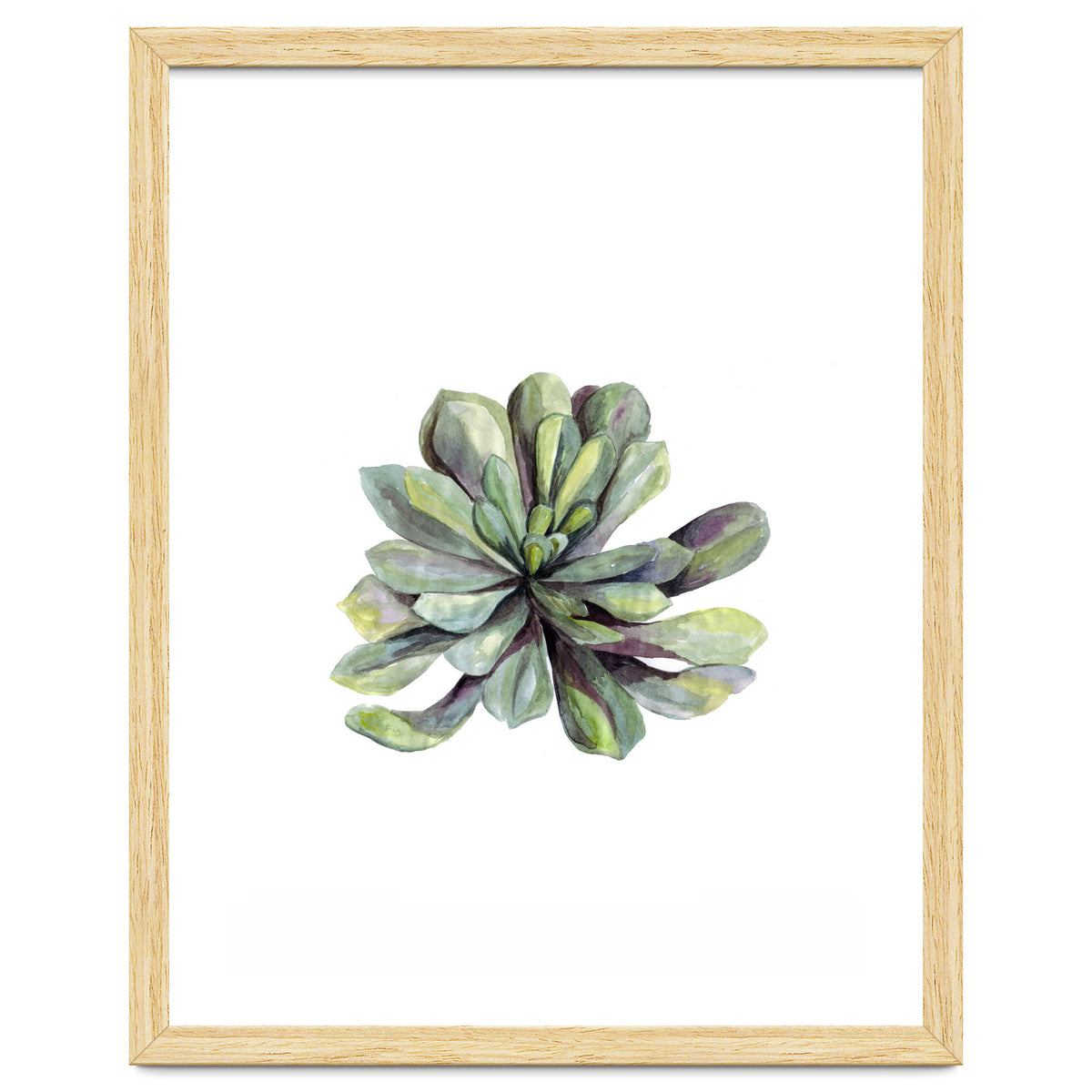 Botanical Illustration Succulent