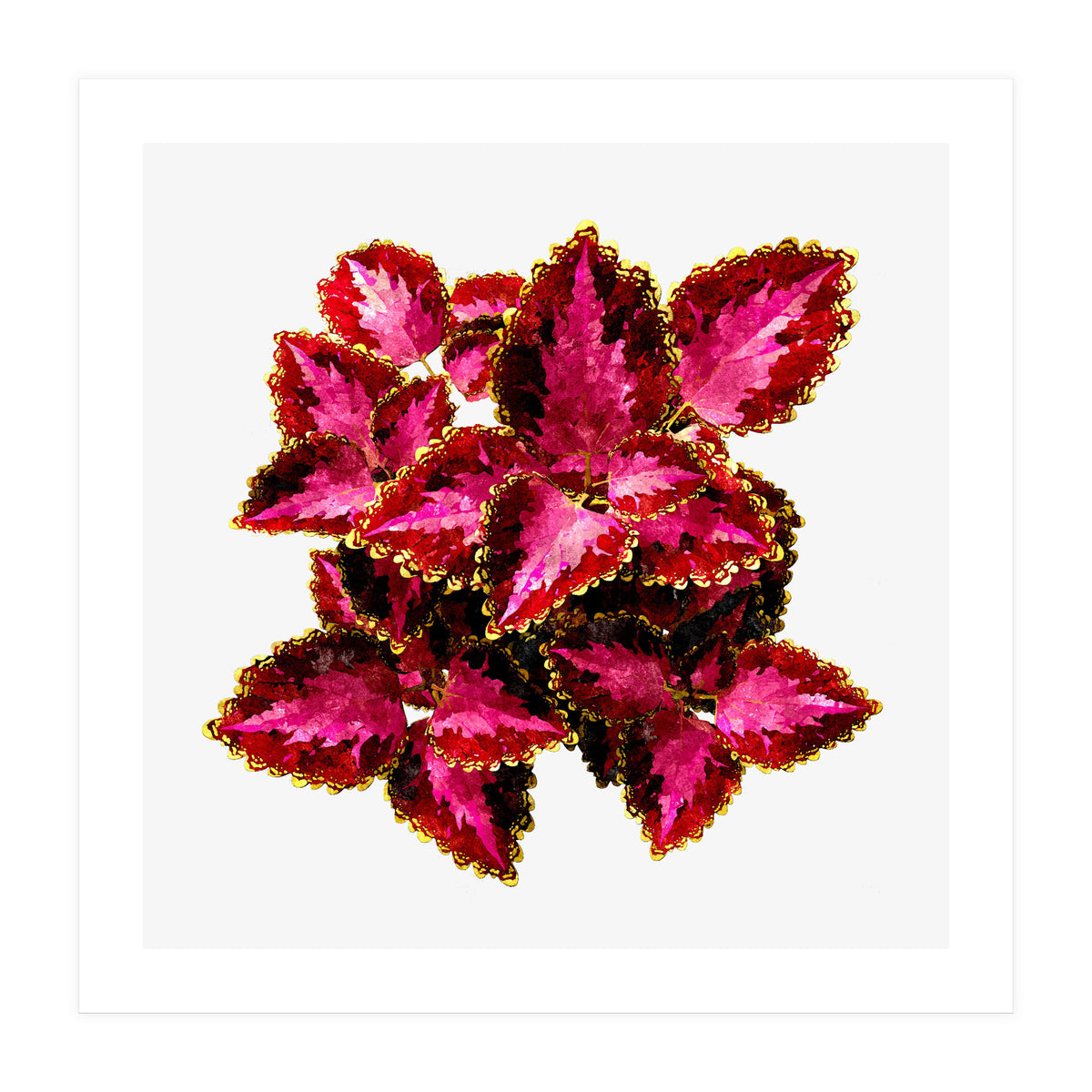 Indian Coleus (Print Only)