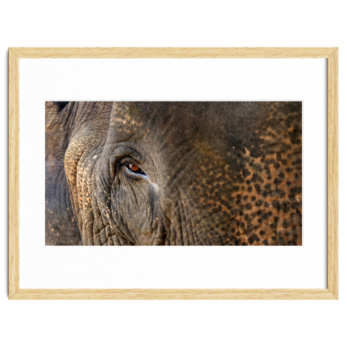 Face To Face - Elephant eye