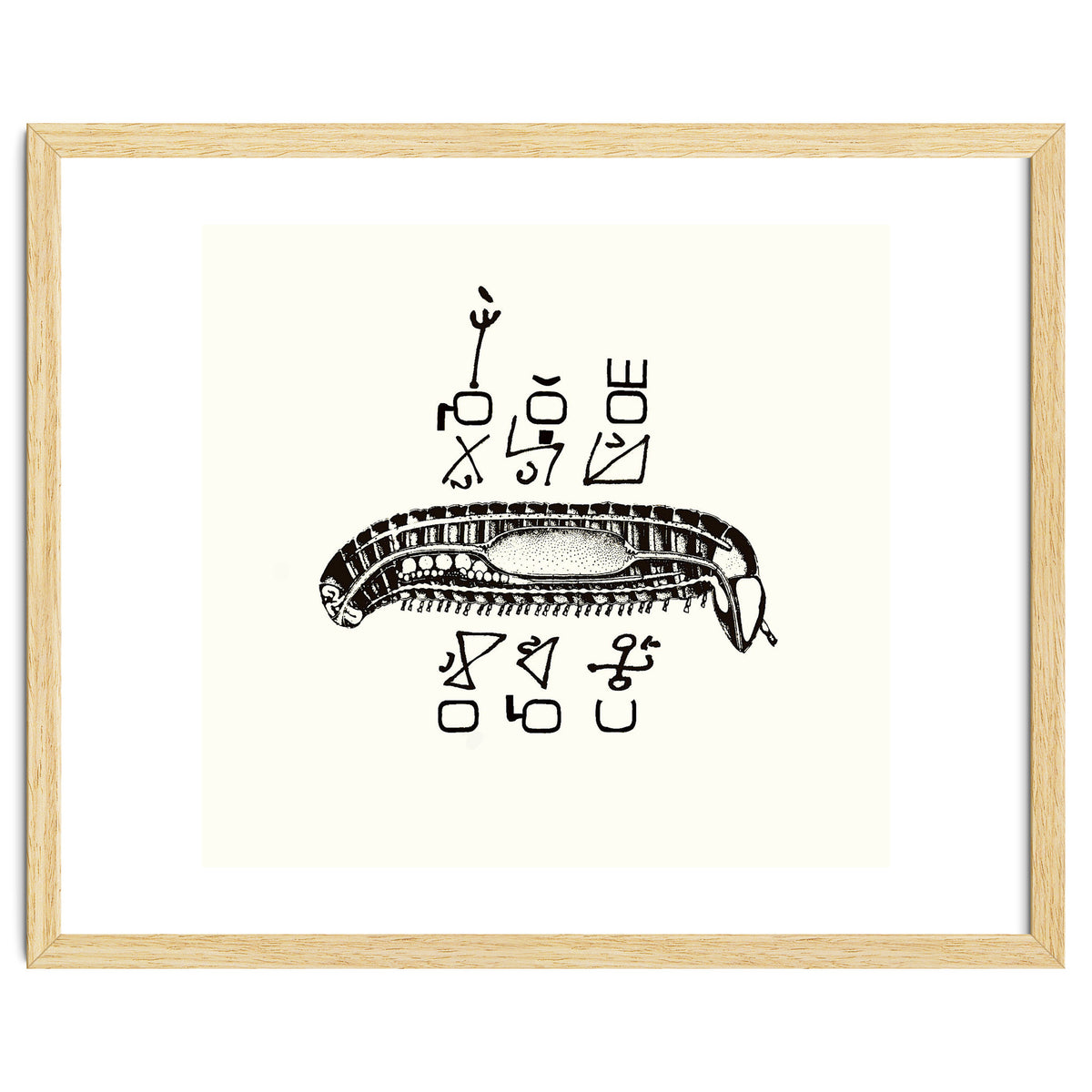 Diplopod David Felix