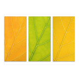 Autumn Leaves (Print Only) thumbnail