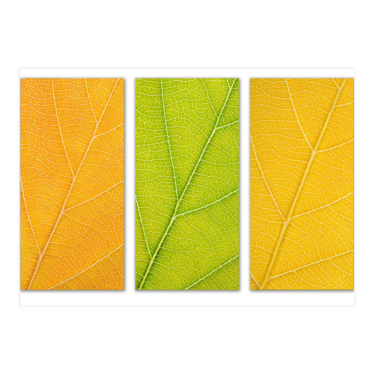 Autumn Leaves (Print Only)