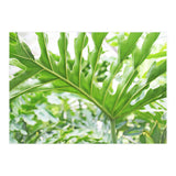 Green Leaf (Print Only) thumbnail