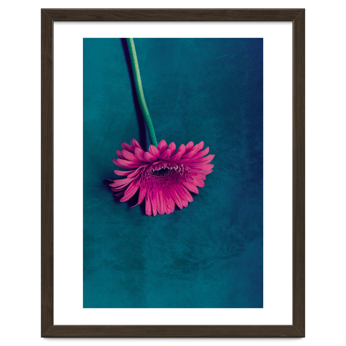 Gerbera for love