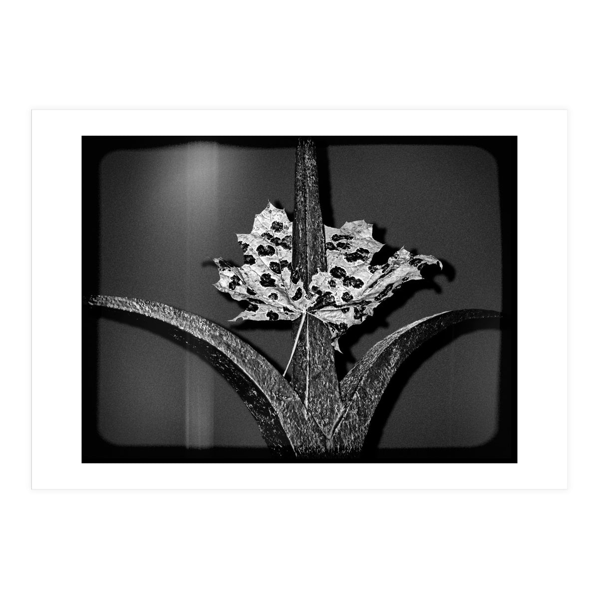 Womens Lib (Print Only)