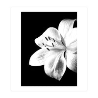 White Lily Black Background (Print Only)