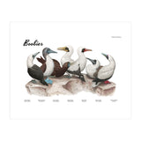 Boobies (Print Only) thumbnail