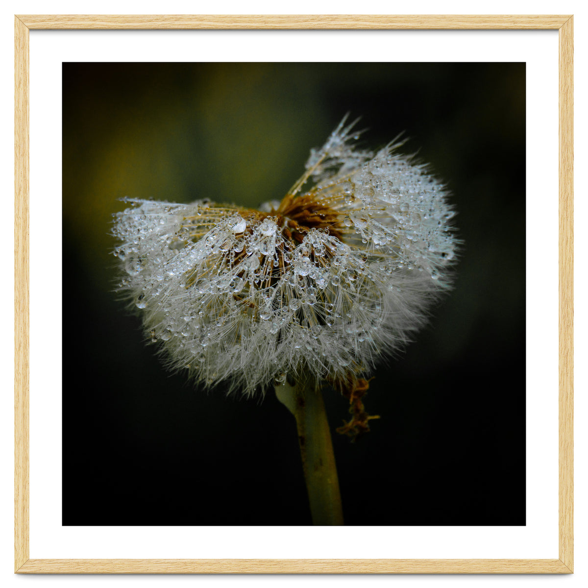 Dandelion with Raindrops