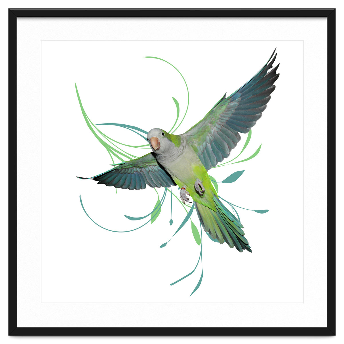 Flying quaker parrot