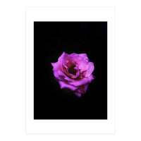 PINK ROSE IN DARK SPACE (Print Only)