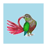 Preening green-cheeked conure (Print Only) thumbnail