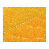 Autumn Leaf (Print Only) thumbnail