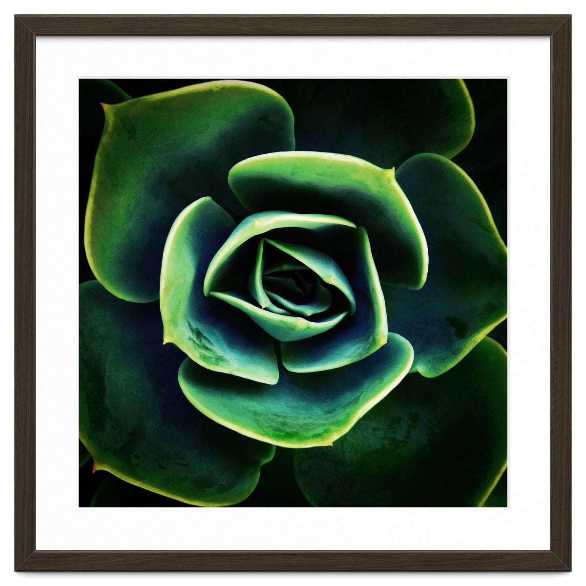 DARKSIDE OF SUCCULENTS XIV