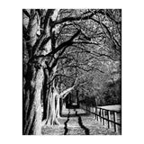 Light and shadows (Print Only) thumbnail