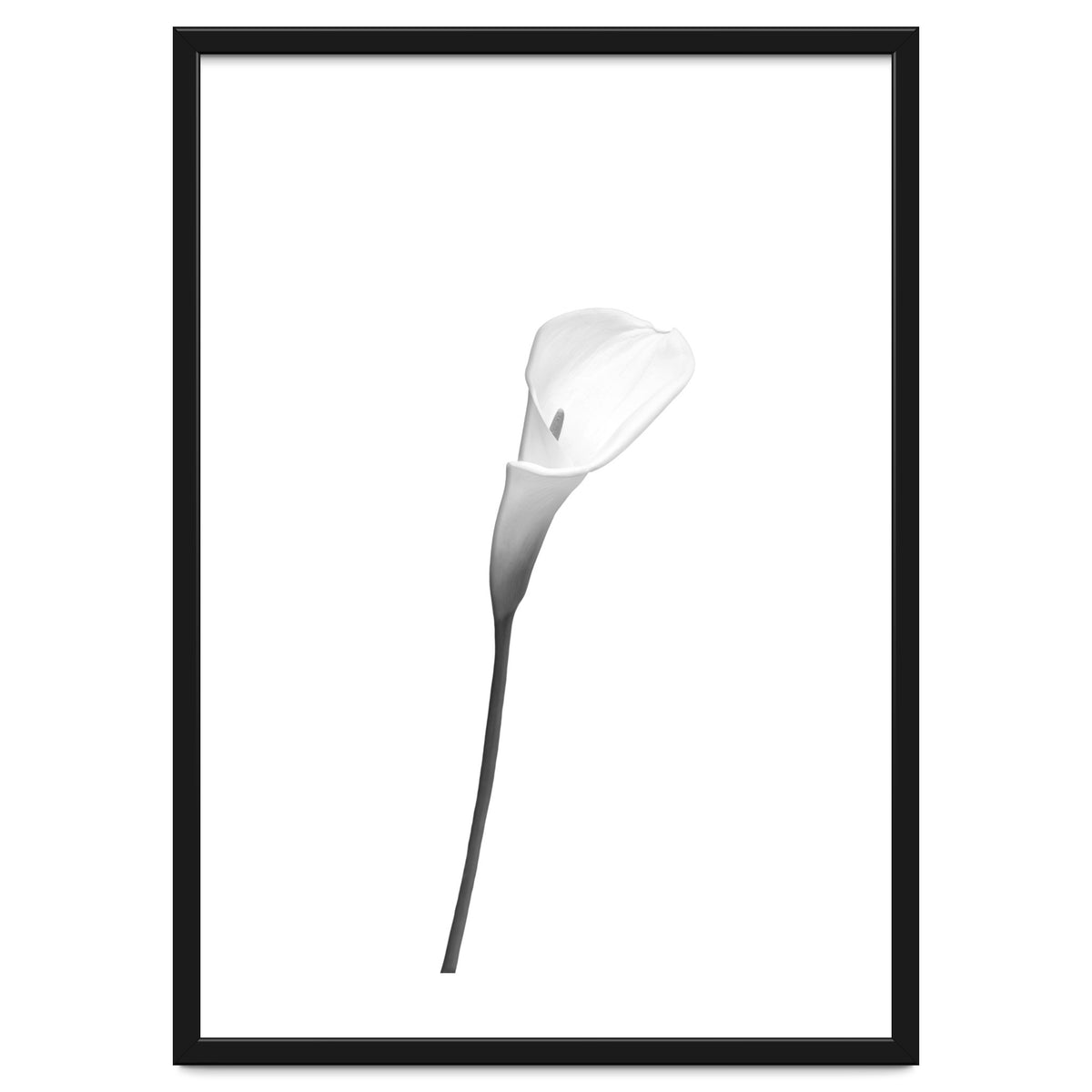 Calla | bright design