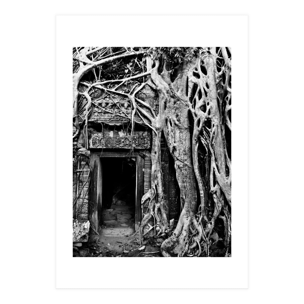 Ta Prohm Temple, Cambodia (Print Only)