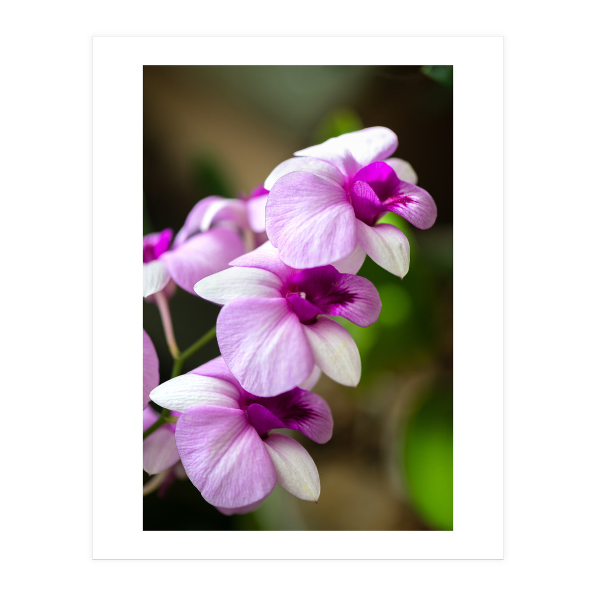 Orchidee (Print Only)