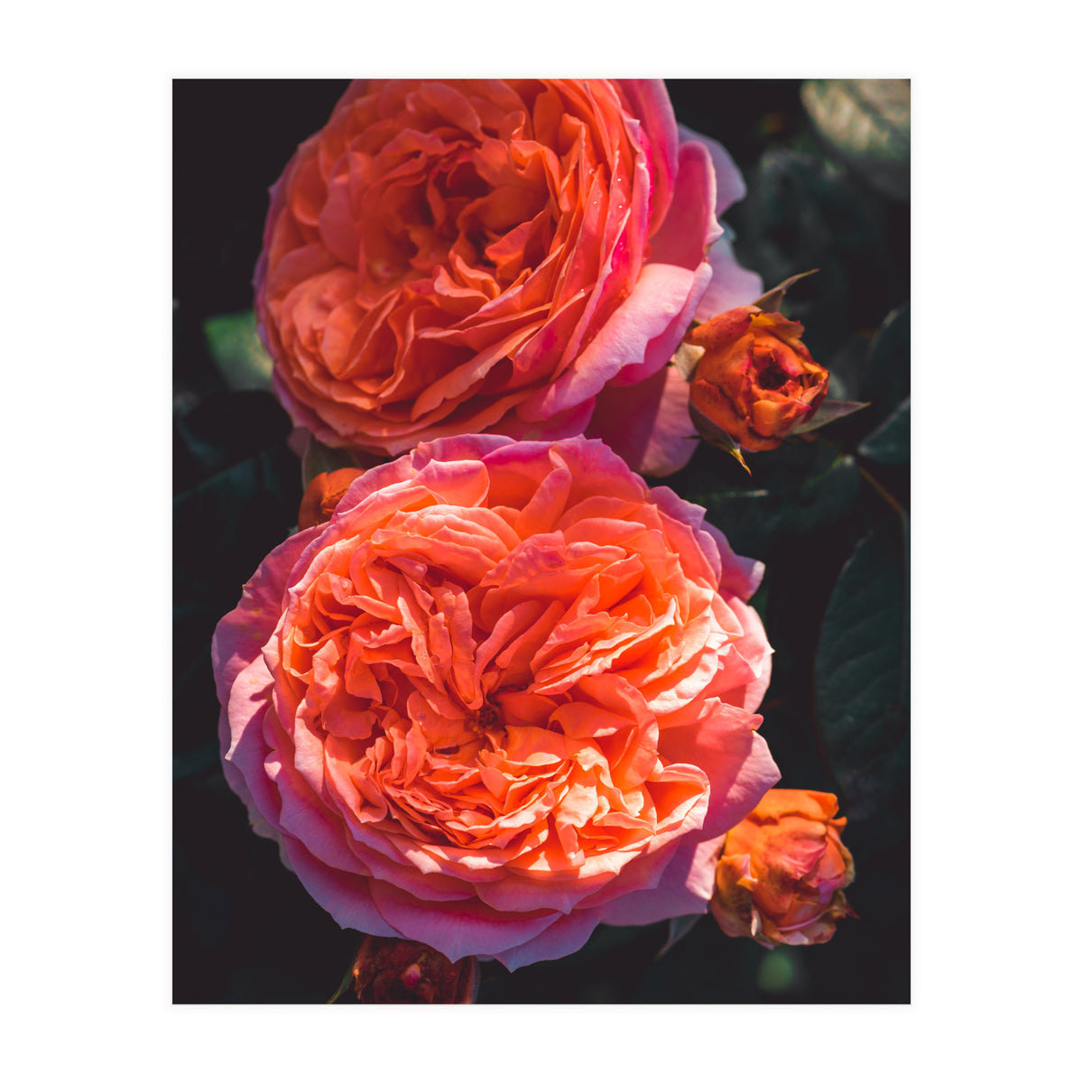 Rose Flowers  (Print Only)
