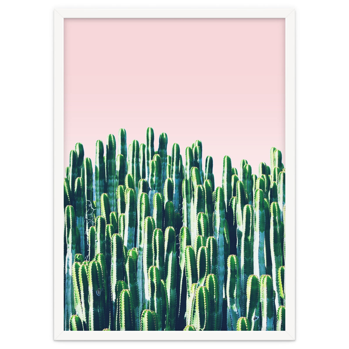 Cactus & Sunset II