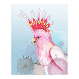 Major Mitchell's cockatoo (Print Only) thumbnail